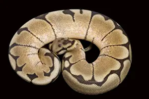 Pythons Prints: Royal / Ball Python - “Spider” Pastel mutation - Africa
