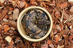 Images Dated 2nd May 2006: Royal / Ball Python - in water container