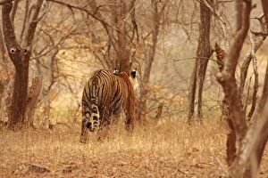 Images Dated 12th March 2008: Royal Bengal / Indian Tiger - backview walking into forest, Ranthambhor National Park, India