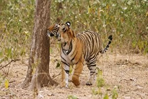 Royal Bengal / Indian Tiger catching the scent