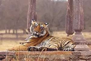 Royal Bengal / Indian Tiger at the cenotaph; Ranthambhor National Park, India