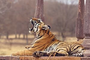 Royal Bengal / Indian Tiger - at the cenotaph yawning