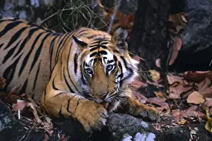 Royal Bengal / Indian Tiger - cleaning its paw, Bandhavgarh National Park, India