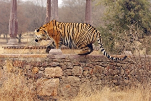 Royal Bengal / Indian Tiger climbing on to cenotaph Royal Bengal / Indian Tiger climbing on to cenotaph