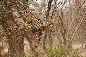 Royal Bengal /Indian Tiger climbing up the tree, Ranthambhor National Park, India