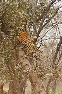 Royal Bengal / Indian Tiger climbing up the tree, Ranthambhor National Park, India