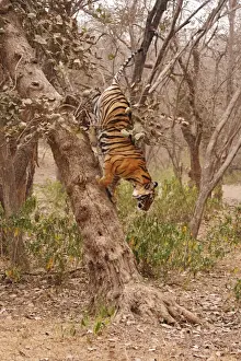 Royal Bengal / Indian Tiger climbing down the tree, Ranthambhor National Park, India