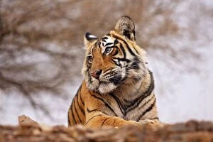 Images Dated 12th March 2008: Royal Bengal / Indian Tiger - a close up, Ranthambhor National Park, India