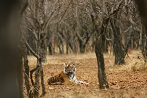 Royal Bengal / Indian Tiger in the dry forest, Ranthambhor National Park, India