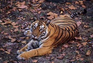 Images Dated 10th November 2005: Royal Bengal / Indian Tiger - famous tigress Sita Bandhavgarh National Park, India
