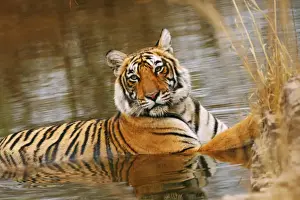 Big Cat Prints: Royal Bengal / Indian Tiger in the forest pond, Ranthambhor National Park, India