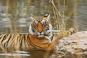 Royal Bengal / Indian Tiger in the forest pond