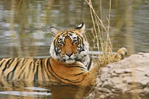 Tiger Prints: Royal Bengal / Indian Tiger in the forest pond, Ranthambhor National Park, India