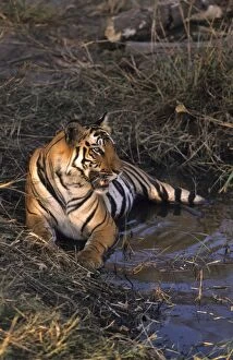 Images Dated 10th November 2005: Royal Bengal / Indian Tiger - in jungle pond Bandhavgarh National Park, India