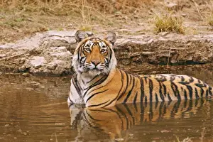 Royal Bengal / Indian Tiger in the jungle pond, Ranthambhor National Park, India
