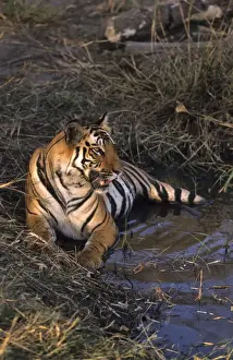 Heat Loss Prints: Royal Bengal / Indian Tiger - in jungle pond Bandhavgarh National Park, India