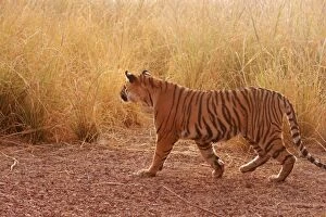 Royal Bengal / Indian Tiger looking for kill in grassland