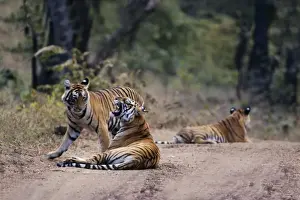 Tigress Prints: Royal Bengal / Indian Tiger - mother with grown up cubs Ranthambhor National Park, India