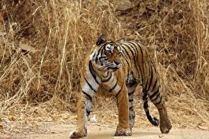 Images Dated 10th March 2008: Royal Bengal / Indian Tiger on the move, Ranthambhor National Park, India