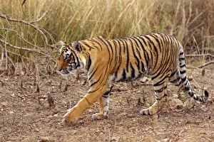 Royal Bengal / Indian Tiger on move, Ranthambhor National Park, India