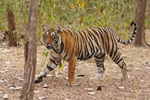 Images Dated 10th March 2008: Royal Bengal / Indian Tiger moving around the bush, Ranthambhor National Park, India