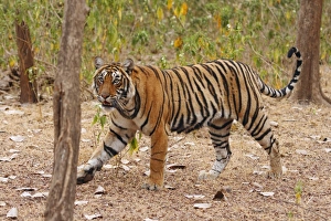 Royal Bengal / Indian Tiger moving around the bush Royal Bengal / Indian Tiger moving around the bush