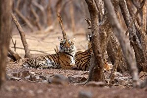 Images Dated 9th March 2008: Royal Bengal / Indian Tiger. Ranthambhor National Park, India. Alternative spellings