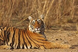 Images Dated 9th March 2008: Royal Bengal / Indian Tiger. Ranthambhor National Park - India. Alternative spellings