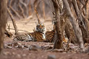 Royal Bengal / Indian Tiger. Ranthambhor National Park, India. Alternative spellings: Ranthambhor / Ranthambore / Ranthambor
