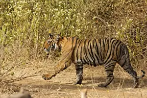 Royal Bengal / Indian Tiger. Ranthambhor National Park - India. Alternative spellings: Ranthambhor / Ranthambore / Ranthambor