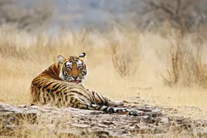 Royal Bengal / Indian Tiger on the rock, Ranthambhor National Park, India