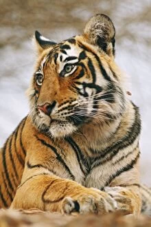 Royal Bengal / Indian Tiger on rock - a portrait