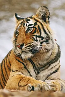 Royal Bengal / Indian Tiger on rock - a portrait, Ranthambhor National Park, India