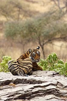 Images Dated 11th March 2008: Royal Bengal / Indian Tiger on the rocky terrain, Ranthambhor National Park, India
