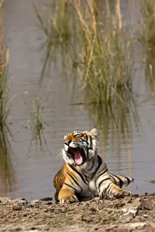 Royal Bengal / Indian Tiger sitting in the Rajbagh Lake, Ranthambhor National Park, India