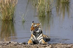 Royal Bengal / Indian Tiger sitting in the Rajbagh Lake