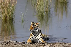 Royal Bengal / Indian Tiger sitting in the Rajbagh Lake, Ranthambhor National Park, India