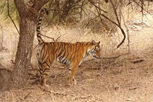 Images Dated 10th March 2008: Royal Bengal / Indian Tiger spray-marking the territory, Ranthambhor National Park, India
