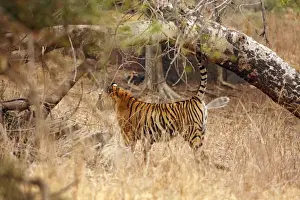 Royal Bengal / Indian Tiger spray marking; Ranthambhor National Park, India
