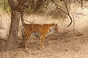 Royal Bengal / Indian Tiger spray-marking the territory, Ranthambhor National Park, India