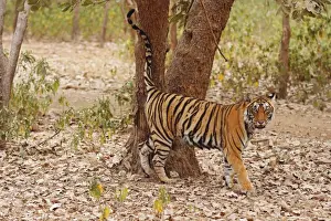 Urinating Prints: Royal Bengal / Indian Tiger spray-marking the tree, Ranthambhor National Park, India