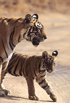 Images Dated 10th November 2005: Royal Bengal / Indian Tiger - Tigress named Machli & young one, Ranthambhor National Park, India