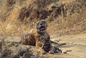 Road Prints: Royal Bengal / Indian Tiger - Tigress named Machli & young one Ranthambhor National Park