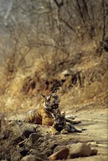 Road Prints: Royal Bengal / Indian Tiger - Tigress named Machli & young one Ranthambhor National Park