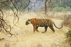 Royal Bengal / Indian Tiger walking in the dry grassland