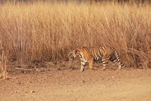 Images Dated 9th March 2008: Royal Bengal / Indian Tiger walking around grassland. Ranthambhor National Park - India
