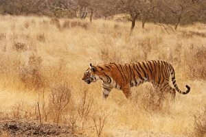 Images Dated 10th March 2008: Royal Bengal / Indian Tiger walking around grassland. Ranthambhor National Park - India