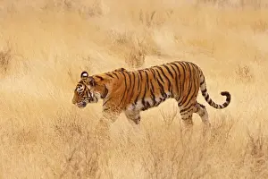 Royal Bengal / Indian Tiger walking around grassland. Ranthambhor National Park - India