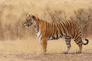 Images Dated 10th March 2008: Royal Bengal / Indian Tiger walking around grassland. Ranthambhor National Park - India