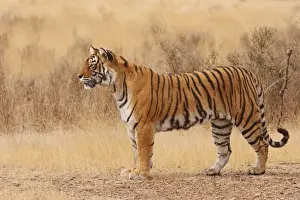 Royal Bengal / Indian Tiger walking around grassland. Ranthambhor National Park - India